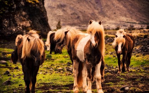 Wildlife in Iceland