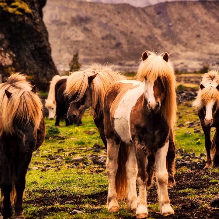 Wildlife in Iceland