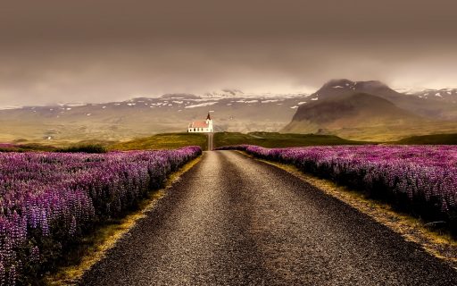 Vegetation in Iceland