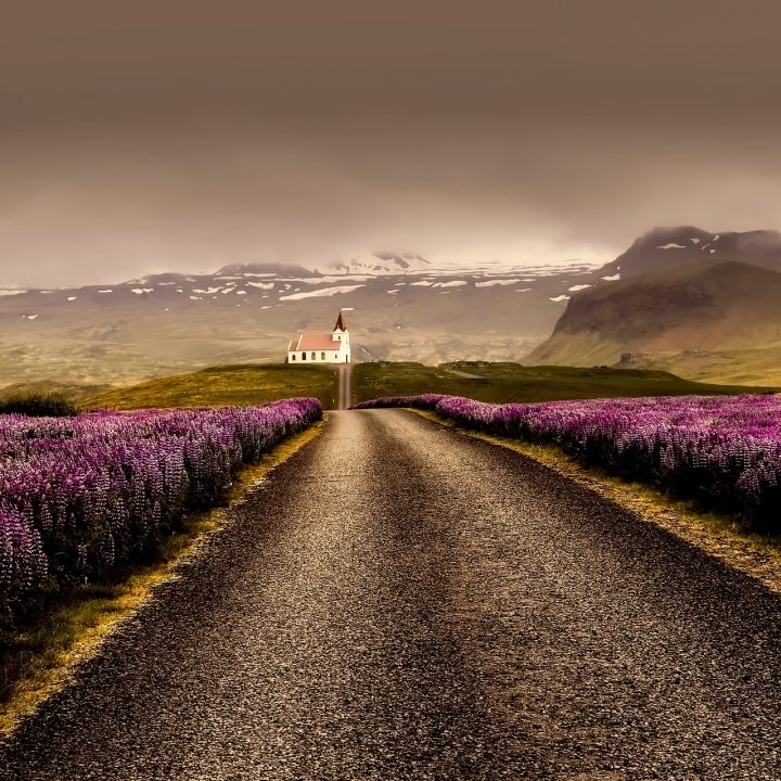 Vegetation in Iceland